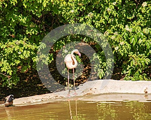 Beautiful pink flamingo. A flock of pink flamingos in a pond. Flamingos are a species of wading bird from the genus Phoenicopterus