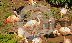 Beautiful pink flamingo. A flock of pink flamingos in a pond. Flamingos are a species of wading bird from the genus Phoenicopterus