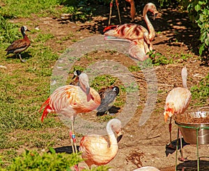Beautiful pink flamingo. A flock of pink flamingos in a pond. Flamingos are a species of wading bird from the genus Phoenicopterus