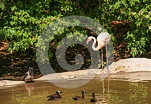 Beautiful pink flamingo. A flock of pink flamingos in a pond. Flamingos are a species of wading bird from the genus Phoenicopterus