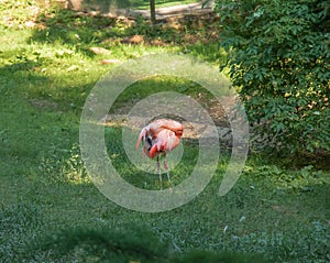 Beautiful pink flamingo. A flock of pink flamingos in a pond. Flamingos are a species of wading bird from the genus Phoenicopterus