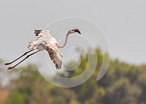 Beautiful pink Flamingo flying over a lake