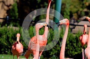 Beautiful Pink Flamingo having a conversation in the Oklahoma City Zoo