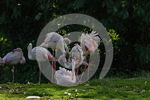 A beautiful Pink Flamingo at a Nature Reserve