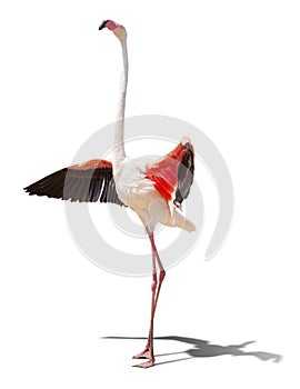 beautiful pink flamingo posing. isolated on white background