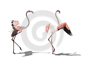 beautiful pink flamingo posing. isolated on white background