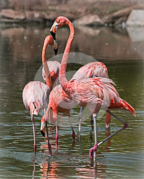 Beautiful pink flamingo walk in the water.