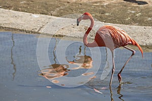 Beautiful pink flamingo in water