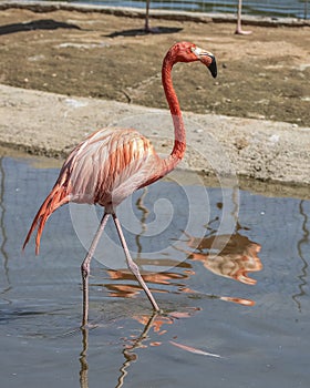 Beautiful pink flamingo in water