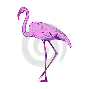 Beautiful pink flamingo on a white background