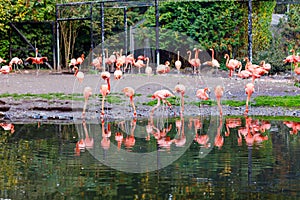 Beautiful pink flamingos in bird zoo park in Walsrode, Germany. Interesting park for families, children and school