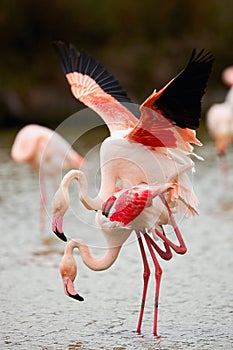 Beautiful pink flamingos (Phoenicopterus roseus)