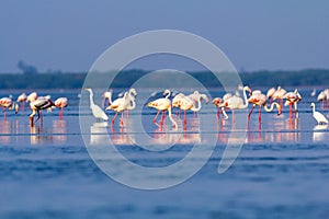 Beautiful pink Flamingos in search for their prey