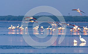 Beautiful pink Flamingos in search for their prey