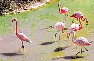 Beautiful pink flamingos stand on the same foot.