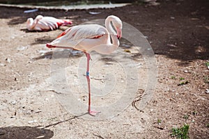 Beautiful Pink flamingos stay in one leg in small zoo