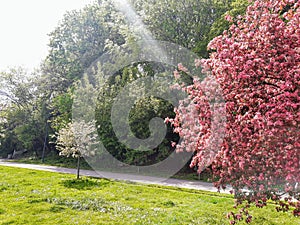 Beautiful pink floral tree