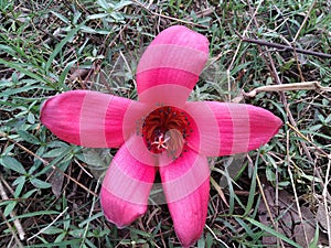 Beautiful pink flower