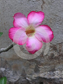 Beautiful pink flower