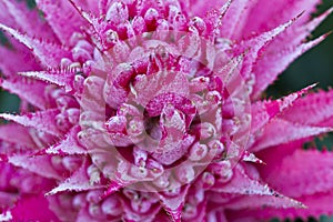 Beautiful pink flower