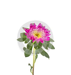 Beautiful pink flower with aster stem on white background, isolate, Chrysanthemum