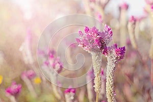 Beautiful Pink flower background soft background