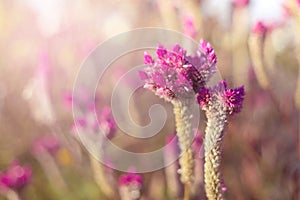 Beautiful Pink flower background soft background