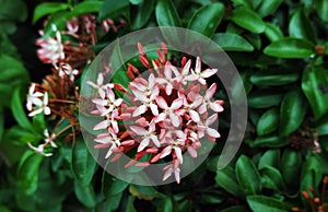 Beautiful pink flower for background usage