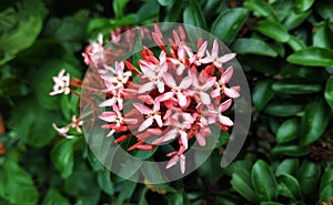 Beautiful pink flower for background usage