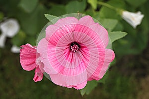 Beautiful pink flower with beauty background in a dacha garden