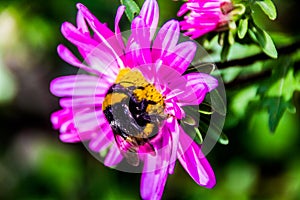 A beautiful pink flower with the bee