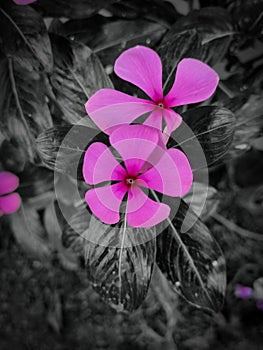 Beautiful pink flower with black background