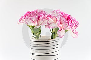 Beautiful pink flower in black and white vase on white backgrou