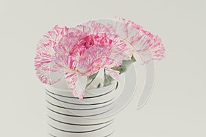 Beautiful pink flower in black and white vase on white backgrou