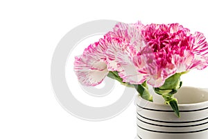 Beautiful pink flower in black and white vase on white backgrou