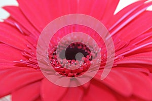 Beautiful pink flower with a blak center, with deautiful petalsGerbera closeup. Macro.