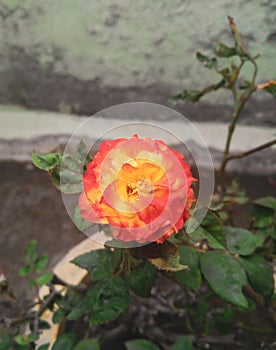 Orange rose flower blooming in branch of green leaves plant growing in the garden, nature photography, gardening background