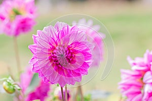 Beautiful pink flower blooming in spring day