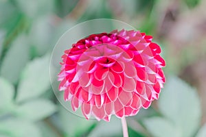 Beautiful pink flower blooming in spring day