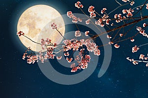 Beautiful pink flower blossom in night skies with full moon.