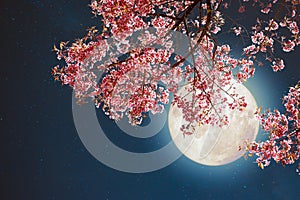 Beautiful pink flower blossom in night skies with full moon.