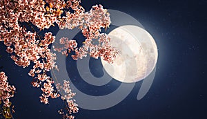 Beautiful pink flower blossom in night skies with full moon