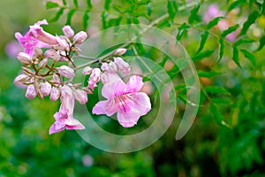 Beautiful pink flower blur background