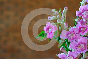 Beautiful pink flower with blur wall background