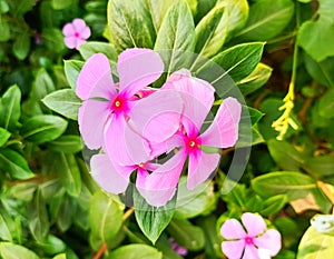 a beautiful pink flower bunch