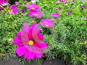 Beautiful pink flower. Cosmos bipinnatus, commonly called the garden cosmos