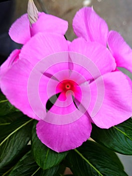 A beautiful Pink flower on the dark green leaved plant