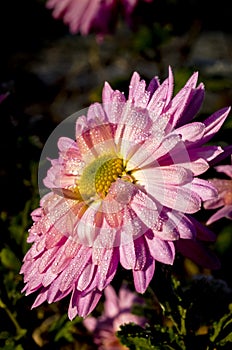 Beautiful pink flower with dew drops on petals