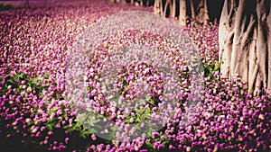 Beautiful pink flower field autumn tree . Photography Background Blooming Romantic Pink Flowers Trees Field Dreamlike Aesthetic