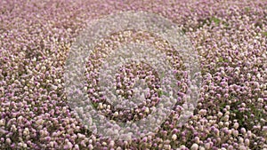 Beautiful pink flower field autumn tree . Photography Background Blooming Romantic Pink Flowers Trees Field Dreamlike Aesthetic